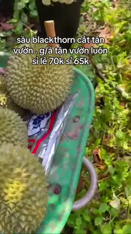 sầu blackthorn g/á tận vườn . ai có như cầu lb #sầuriêng #musangking #sầu #sầu_musang_kinh #sầuriêngri6 #sầuthái #saumusangking #blackthorn @Lee Duong @ngocloc84 @Sầu Riêng Miền Tây 