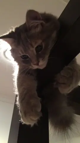 take a chance with me.. #niki #lyrics #cat #trend #4u #fyp 