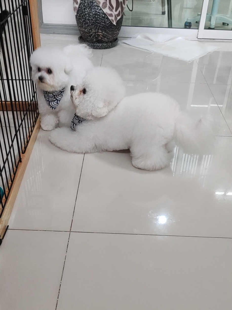 พ่อหนุ่มเอวหวาน 😄 #อาบน้ำตัดขนพระรามสอง #doggrooming #dogazy #อาบน้ำสุนัข #ร้านอาบน้ำตัดขนสุนัขเทียนทะเล7 #petgrooming #หมาน่ารัก #bichonfrisé #บิชอง #อาบน้ำหมา #อาบน้ําตัดขน #