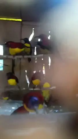 Hành xuất khẩu Trung Quốc  Hút mật Đà Lạt bụng vàng  #hutmatnepal #hutmatxacphao #hutmatdalatbungvang #hutmatnguclua #ocmitxanh #chimchichduoicut 