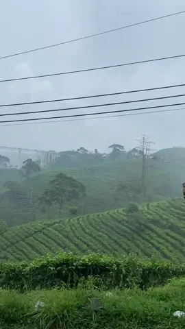 .kemuning syahdu🍃🍃 #fyp #kemuningkaranganyar #kebuntehkemuning 