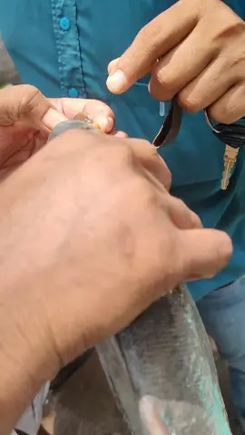 নিষিদ্ধ পীরহানা মাছ