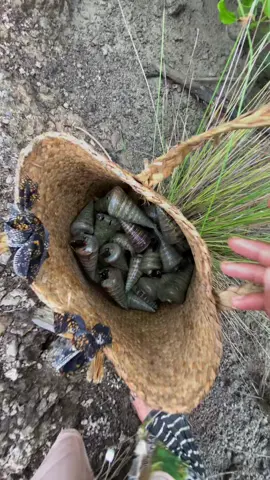 Cari siput berungun berungun#fyppppppppppppppppppppppp 