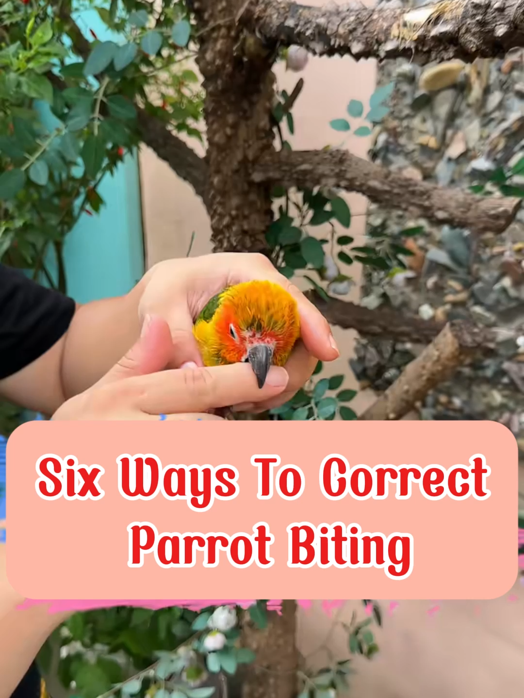 Six Ways To Correct Parrot Biting 🦜🛑👆✅ #talkingparrot #parrot #parrotlover #babybirds #cutepet #cuteparrot #parrotsoftiktok #funnyparrot #petbird #viral #foryou #trending #fyp