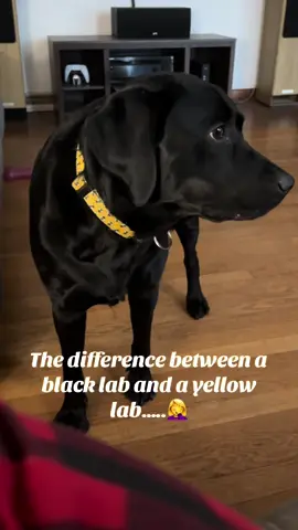 All.Day.Long…… Oakley always has something to whine about. #americanlab #englishlab #crybaby #yellowlab #blacklab 