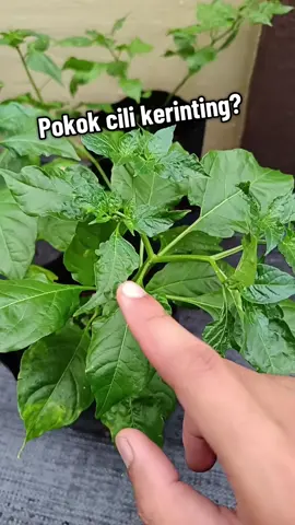 Masalah serangga perosak kat pokok cili boleh atasi dengan racun organik ni #pokokcilikerinting #dauncilikerinting #neemoil #racunorganik #organicgardenneemoil 