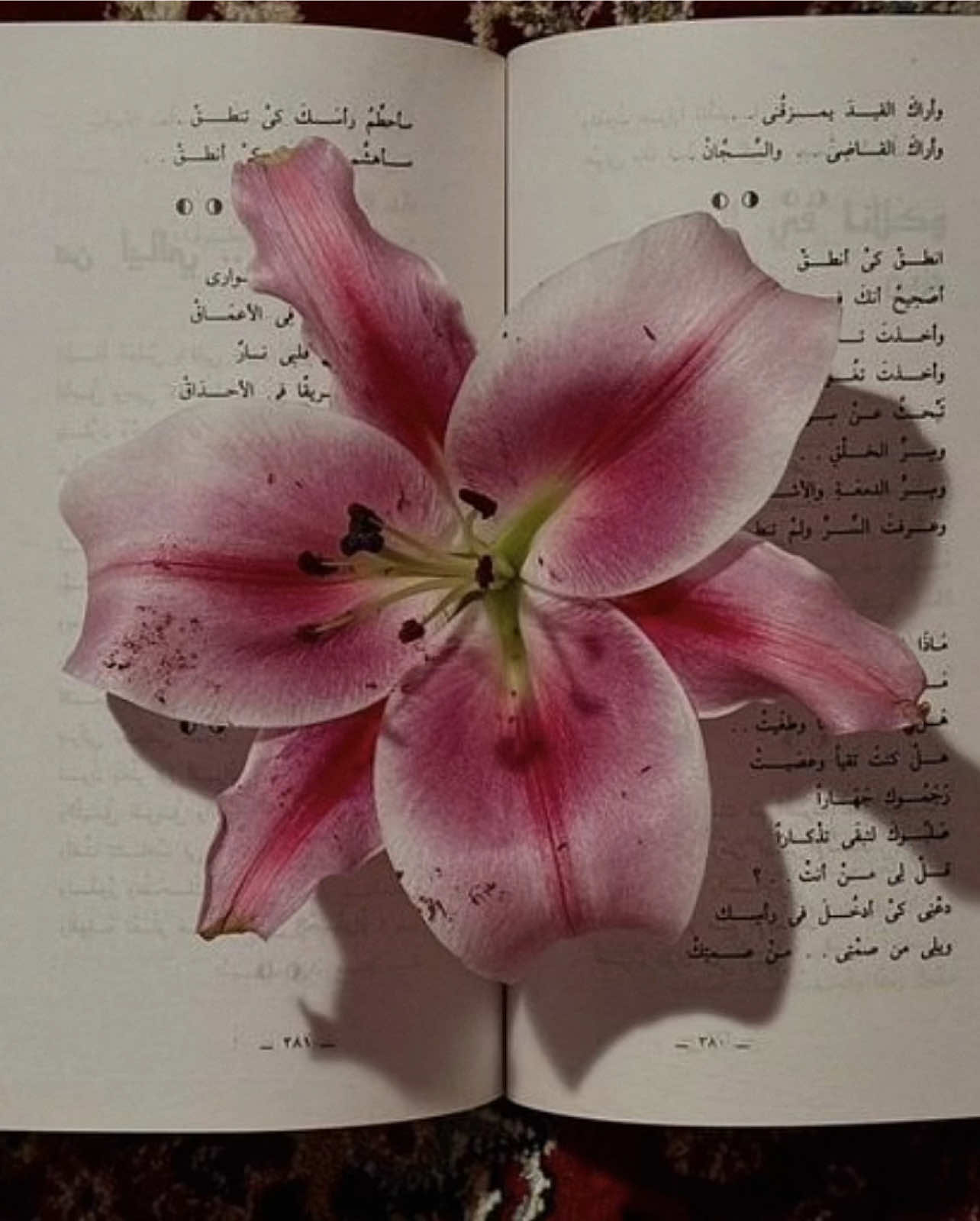 arabic literature #targetaudience #moodboard #aesthetic 