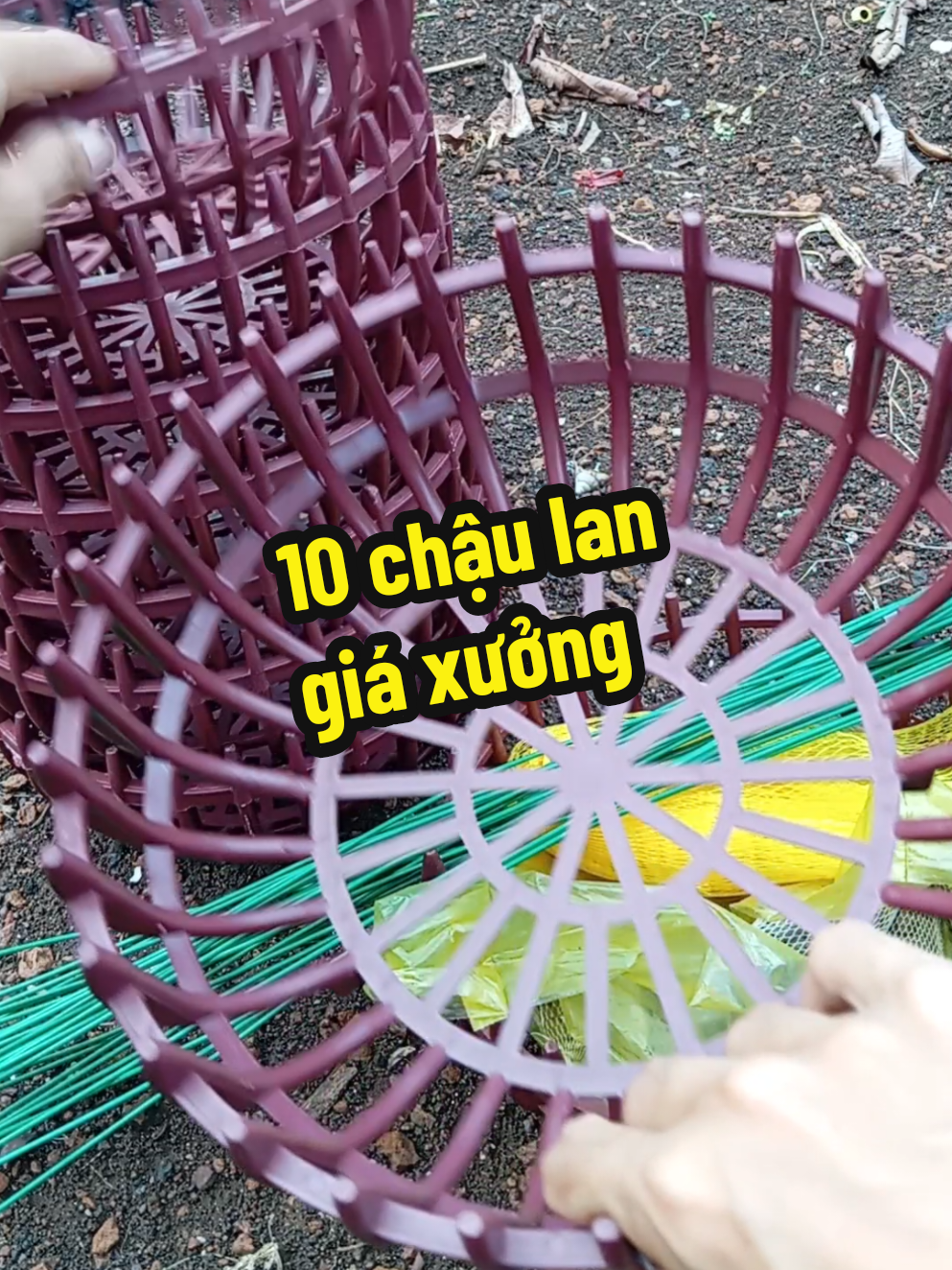 chậu trồng lan nhựa hd giá xưởng. #dungcutronglan #chaulan #chaunhuatrongcay #chaunhuatronglan #chaunhuahd 