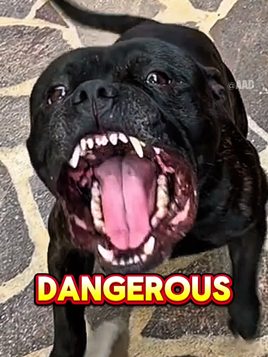 Top 3 Most Dangerous Dogs in the World! 😨🐕‍🦺 #DangerousDogs #FYPシ #Top3Dogs #DogTok #DogFacts   