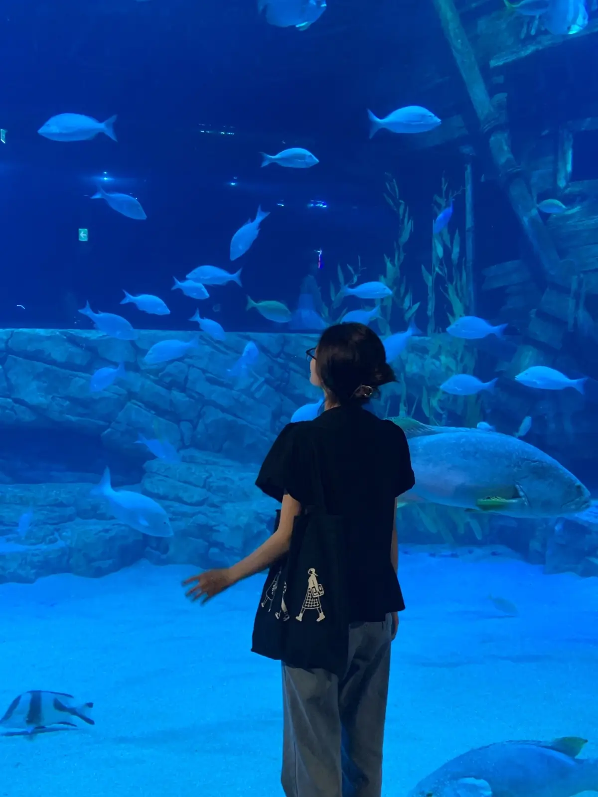 🐟🐠🐬🧜‍♀️🪼🦭#thuycung #lotteworldaquarium #lottemalltayho 