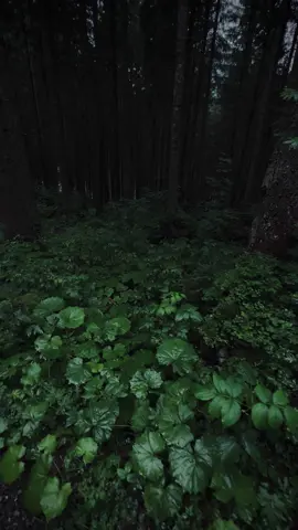 Forest’s calmness 🖤🌿 #relaxing #nostalgia #explore #calmvibes #aestheticvibes #calm #cinematicvideo #foryour #forest #rainyday 