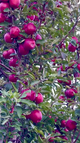 Red apple 🍎🍎 Orchards farm's walkthrough video 