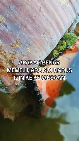 puluhan ikan arwana disita pengadilan #BurayakKoi #KoiIndonesia #KoiLovers #KoiLife #KoiHobi #IkanHias #KasusArwana #ArwanaDisita #SatwaDilindungi #HobiIkan #HobiSehat #TikTokIkan #KoiTiktok