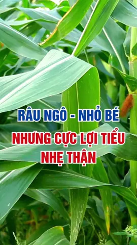 Râu Ngô - Nhỏ bé nhưng cực lợi tiểu, nhẹ thận! #than #gan #suckhoe #songkhoe #songkhoemoingay #dovital 