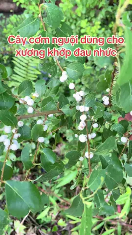 Công dụng của cây cơm nguội #caythuocquanhta #thaoduocquanhta #daunhucxuongkhop #gaidotsonglung 