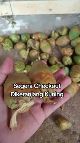 Share Ke Saudara dan Tetangga Yang Menderita Diabetes !! Semoga Bermanfaat #sehat #tipssehat #herbal #fyp #viral #cengkirkelapa #tembuluk #sehatalami 