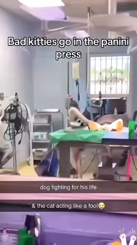 funnycats😂😂#funnycat #cats #cutecat #catlover #funnyvideos #catsoftiktok #viral_video 