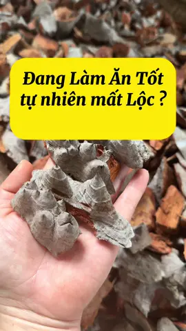 Làm Gì làm cuối tháng nấu 1 nồi xông tắm , nhẹ người lắm . #9loaigaitruta #Lánguyệtquếmaymắn #7loạigai #GaiRừngTâmLinh 