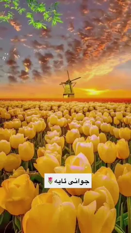 ئایە🌚♥️ناو ئایەک تاک بکە بلی ئاوهاجوانی🥹🌷ئەوجارە چی ناویک بیت#ئەککتیڤبن #دەربەنیم♥️ #شارەزور_سەیسادق_کەلار_هەڵەبجە_دەربە #زەڕایەنیـم #سەیدسادقیم 