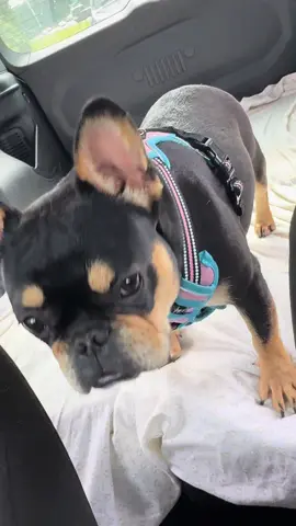 I’m a Frenchie mom, and I must say… I HATE FRENCHIES. My Lord. Can’t believe I let yall trick me into getting one. #dogs #pets #frenchie #frenchielove 