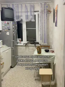 кот серега
