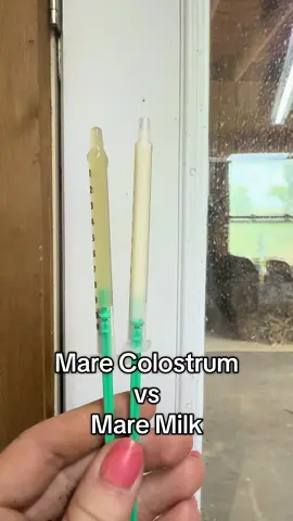 Have you every wondered the difference between colostrum and milk? Colostrum is a necessity for newborn foals as it contains all the antibodies from mom that the foal will absorb through passive transfer within the first 24 hours of life. This is crucial as it is what creates the foal’s immune system, since they are not born with one. #marabetfarm #equestrianlife #foalingseason #foalingseason2025 #foalsoftiktok #colostrum #colostrummilk #marabetfarmhunterbreeding #broodmare #broodmaresandfoals #equineeducation #broodmaresoftiktok #maremilk #horsemilk #horsecolostrum #horseknowledge 