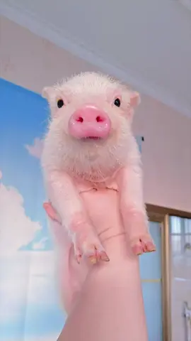 Mini pig 🐹🐹🐷