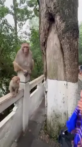 Pasang jilbab ke monyet 🐒  SC :@mrzongjlaotou / Ig #shortsvideo #viral #monkeyface 