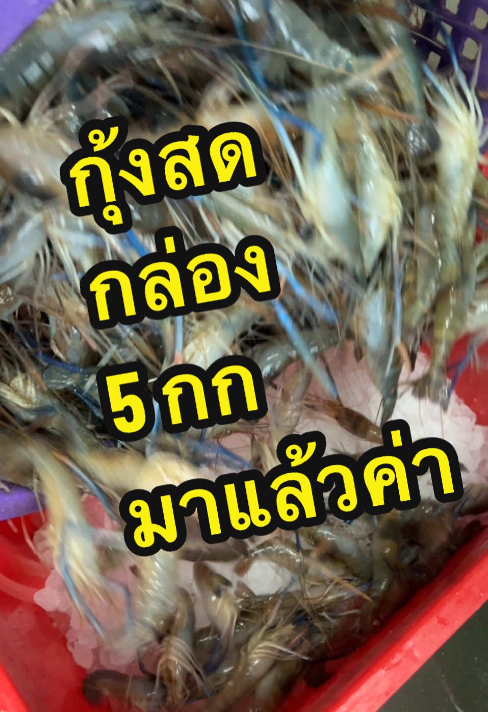 กุ้งสดๆ กล่อง ละ 5 กก #patseafood #เทรนด์วันนี้ #อาหารทะเล #กุ้งกร้ามกราม #กุ้งแม่น้ํา 