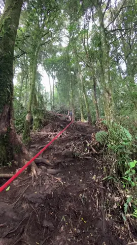 cocok untuk pemula ni!  ganas, pedes, gacor untuk trek puncak lumut! anti landai