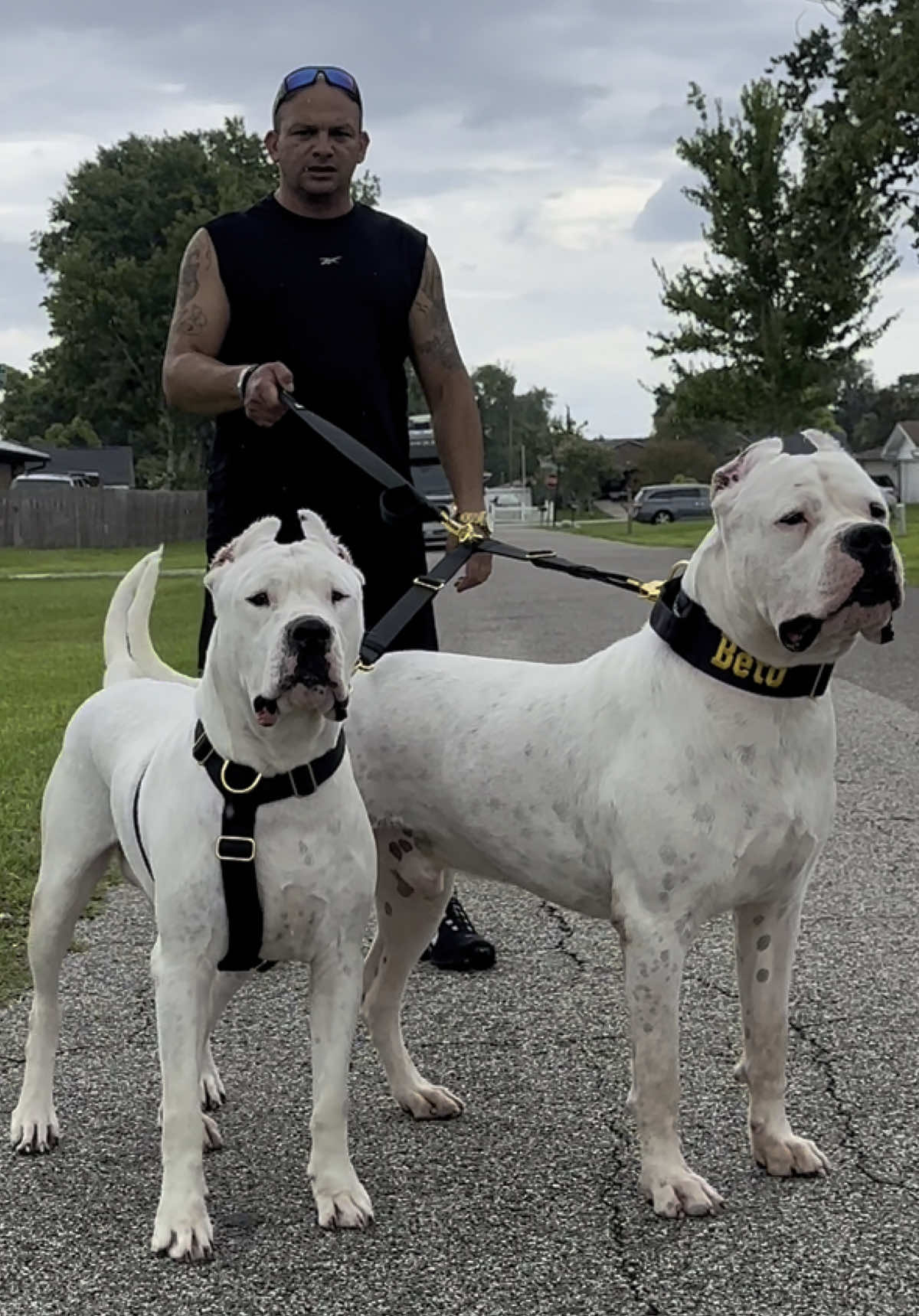 Beto y Yaya de caminata con su correa doble 360° libre de enredos 😍😍 Beto and Yaya walking out with their Dual Leash - 360° Swivel,Tangle FREE from @Pet Colony USA_Hunting 😍😍 #fyp #cubanosporelmundo #Dogo #Dog #dogoargentino #argentina #mate #dogdad #dogwalking #whitedog 