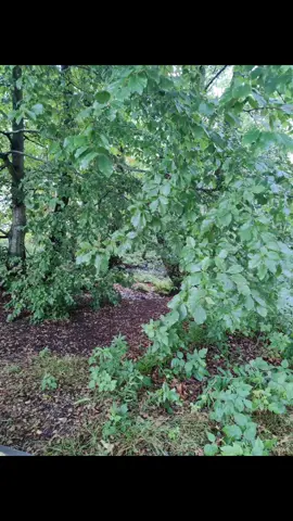 no döners as far as the eyes can see 😱 #angerfist  #europe #nature  #denmark #danmark 