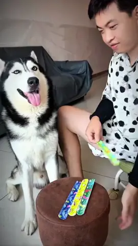 #dog #man #funnydogs #fyp 