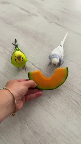 🍈😋🦜🦜 #foryou #budgies #budgiesoftiktok #fyp #fy 