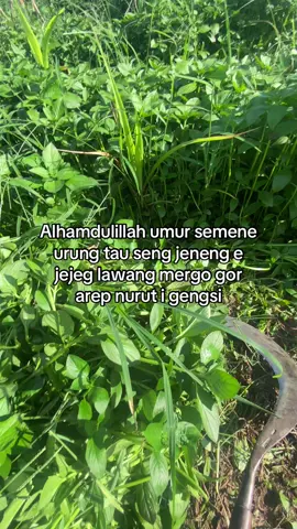 Lek kepengen opo opo kudu berusaha yoo leee#fyp #foryoupage #kaji_lembu #martapurapride🔥 #peternaksapiindonesia #petanimuda #tukangngarit #peternakmuda #storytime 