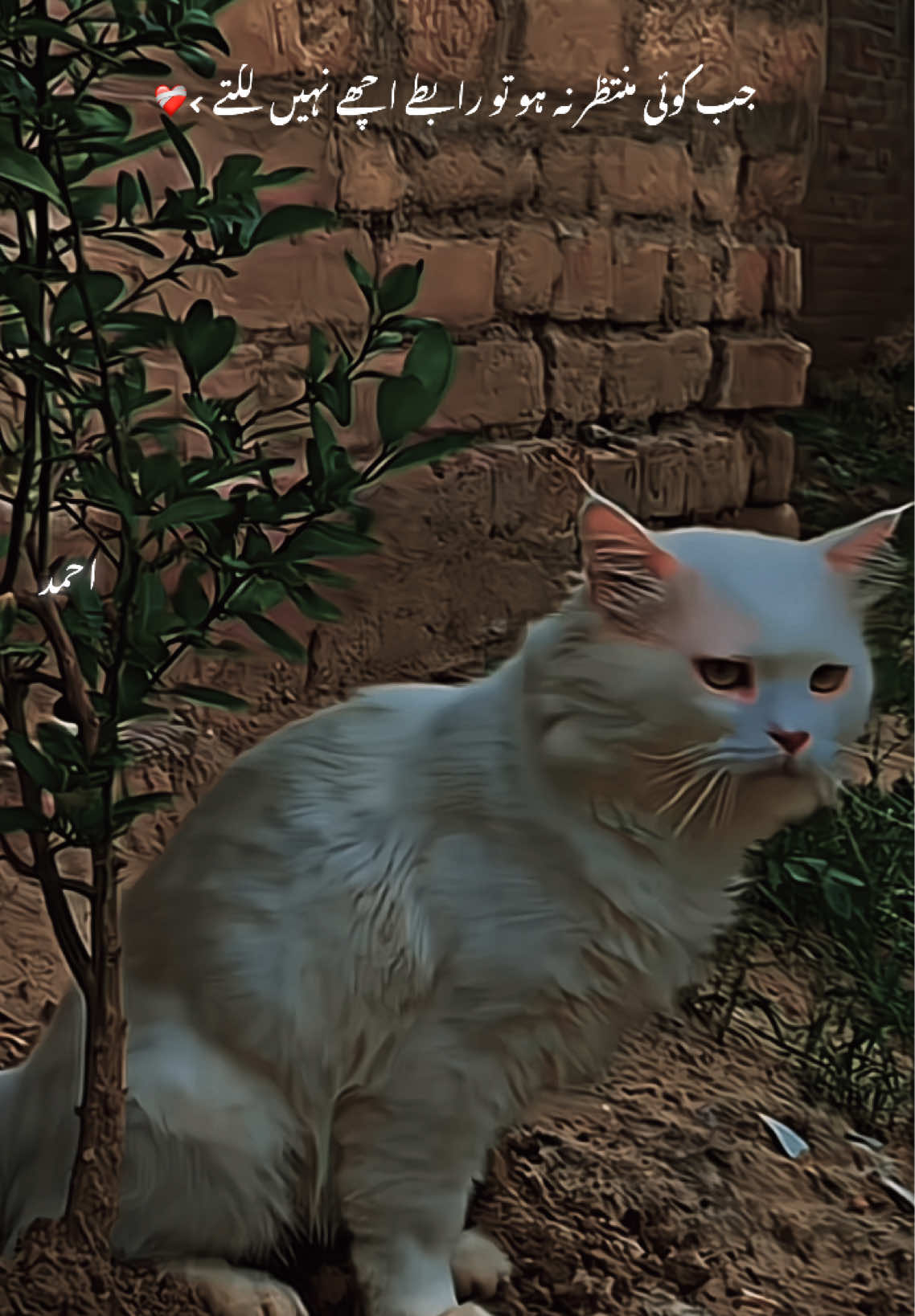@احمد > 🐣  
