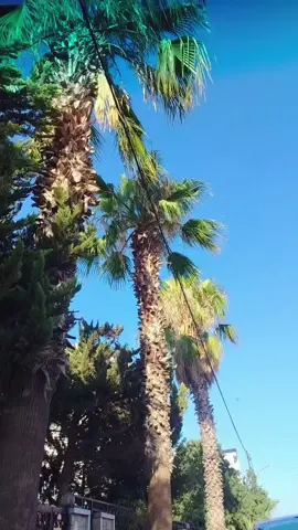 #احلام_لوكان_حبك_هوشرابي_وزادي