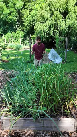 Only Planting One Thing In My Garden