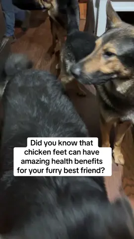 They love chicken feet 🐓 #gsd #germanshepherd #dogs #fy #chickenfeet #doglover #dogmom #dogsoftiktok 