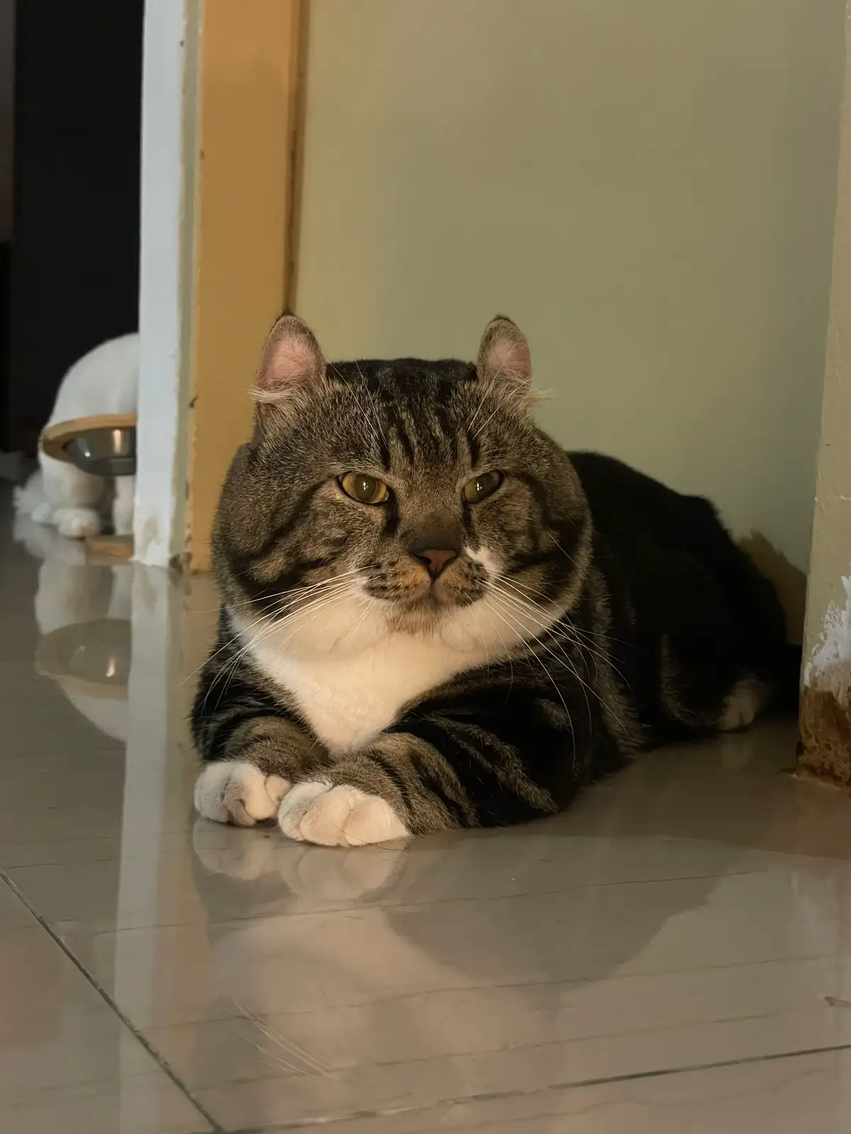 #foryourpage #munchkincat #sarawakfyppp #catoftiktok #fyppppppppppppppppppppppp #munchkin #fyp #catsoftiktok #kucinglucu 
