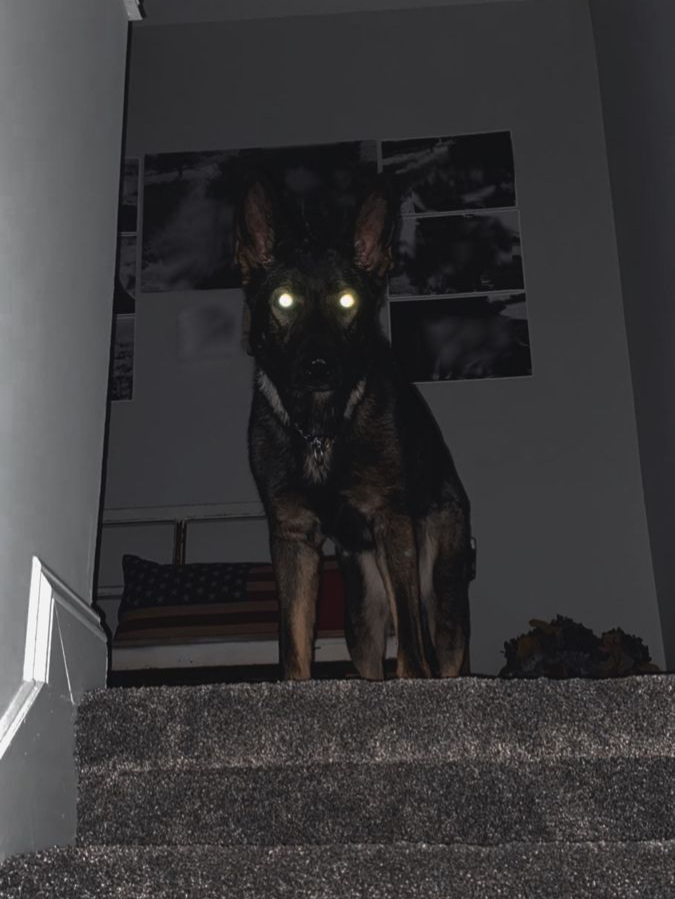 Se você acordar no meio da noite e seu cachorro estiver.... #terrorsobrenatural #foryou #medo #skinwalker ##echovalley