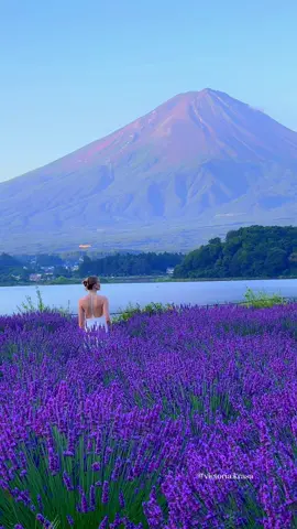 📍Oishi Park, Kawaguchiko ⠀ 🚌 About 20 minutes by bus from Kawaguchiko Station #japan #富士 #fuji #travel #traveljapan #japantrip #travelbucketlist #お勧めスポット 