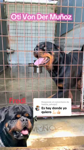 Respuesta a @familia_salvaje2 #rottweiler #pet #mascota #perro #dog #puppy #vondermunoz #fyp #california #visalia #usa reservas disponibles precio 