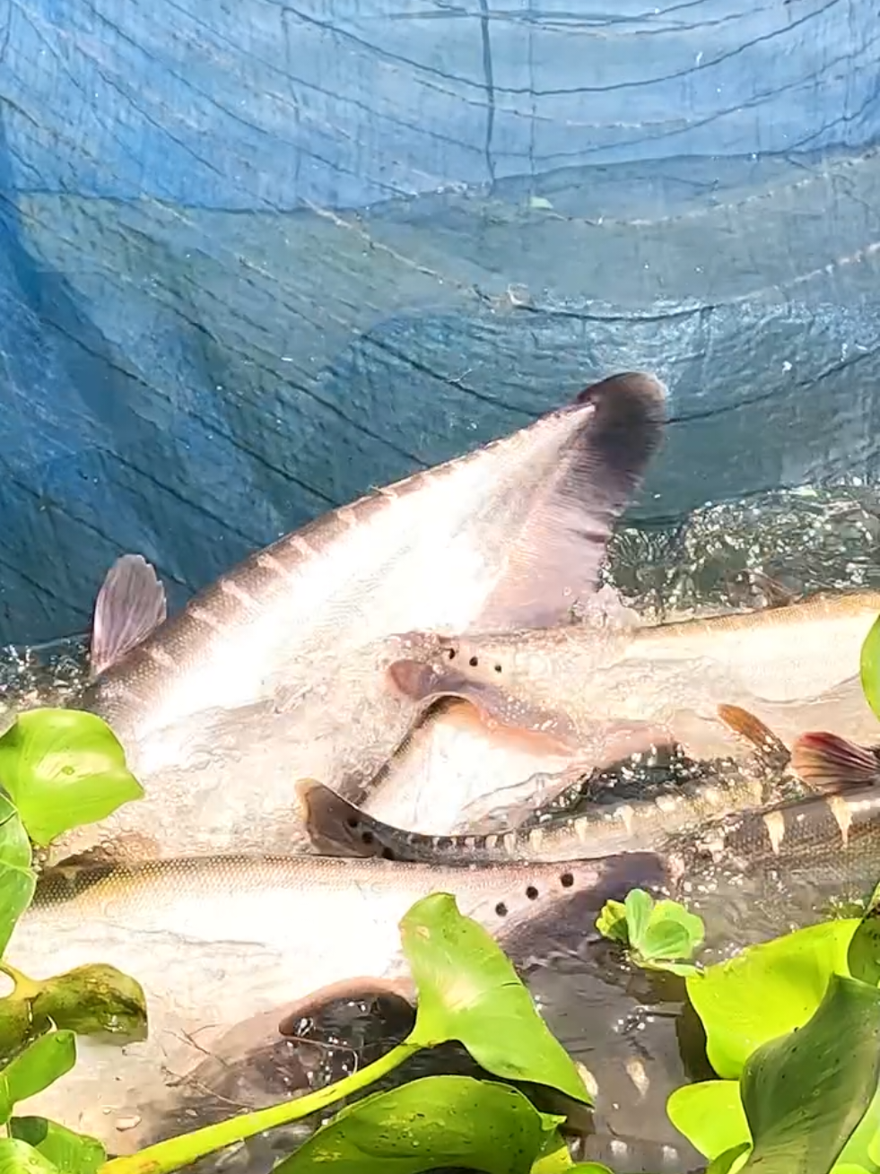 মাশাল্লাহ জালে অনেক চিতল মাছ। #fishing #netfishing #reels #foryou #catfish 