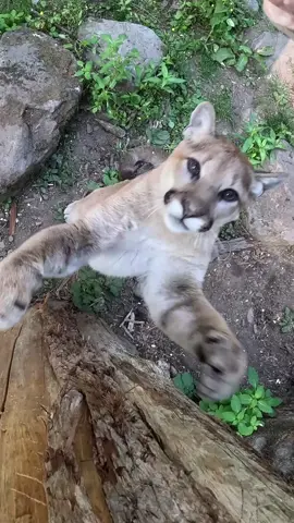 pov you’re a cougar snack  Cougars like Link and Nova are excellent hunters. To bring out their pouncing instincts, care staff hang meat high in the cougar habitat. Cub attack!  #cougar #cat #animals #oregonzoo 