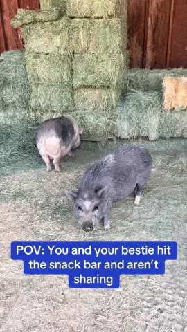 🎵Y’all got any more of that hay?🎵 #pigbesties #snackattack #sanctuarylife #BillyAndOllie #hayallday