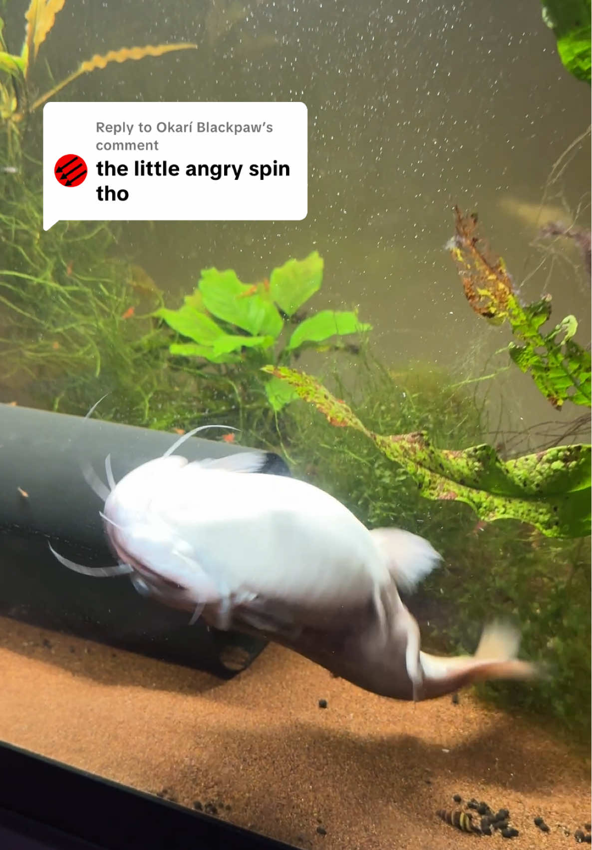 Replying to @Okarí Blackpaw this one is his happy spin 🙂 #fyp #fypシ #aquariumsdaily #fishtok #aquarium #catfish #gulper #gulpercatfish 