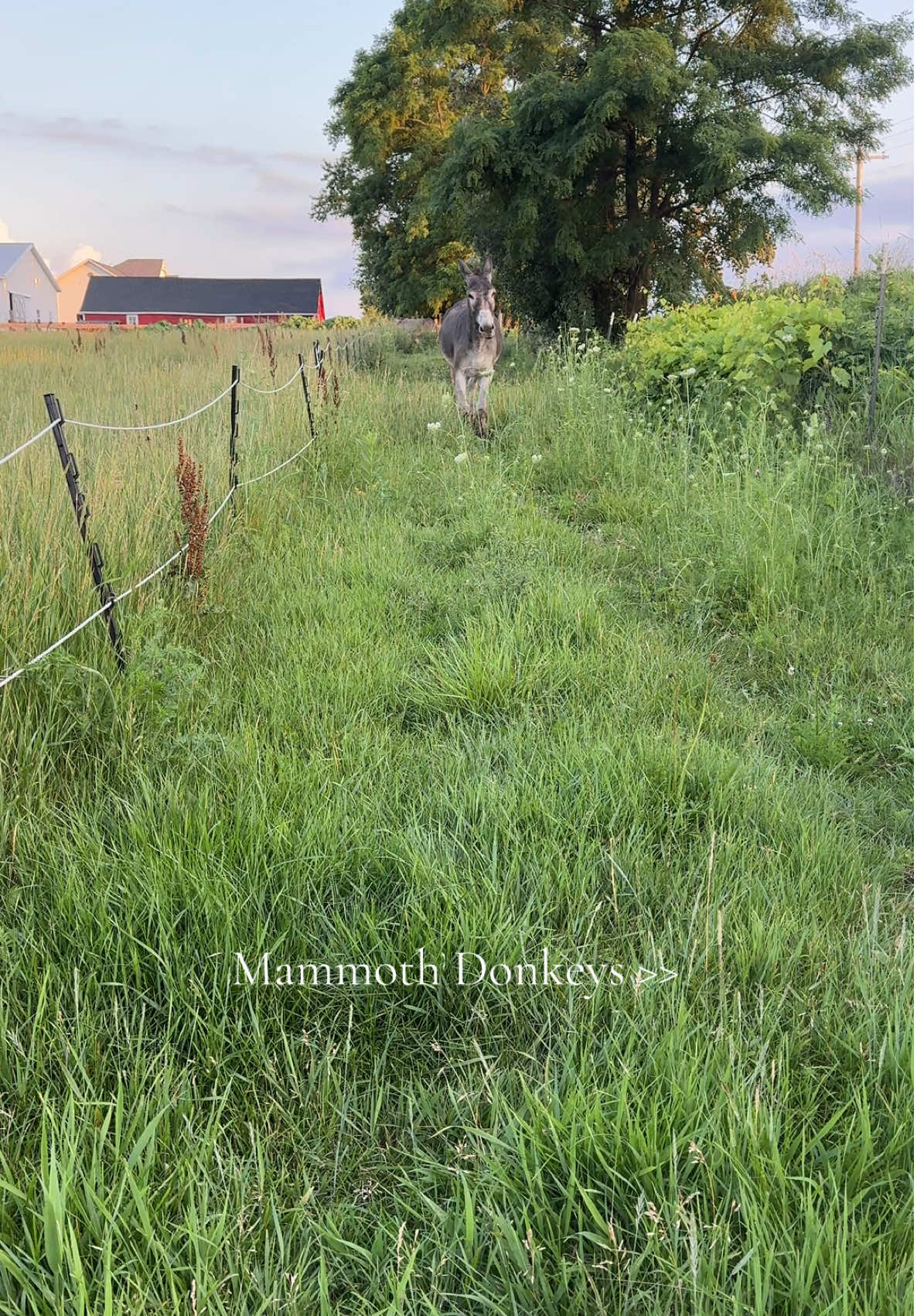 Probably the best kept secret in the equine world. Nothing is more reliable, safer, more puppy dog gentle and loyal, than a mammoth donkey. ❤️  #donkey #puppydog #mansbestfriend #bff #equine #friendship #donkeysoftiktok 