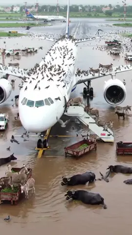 Legends hazri lgwao #farming #fyp #جٹ_محکمہ #پنجاب #unfreezemyacount #dera #foryoupage❤️❤️ 