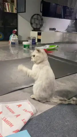 #cats #cat #cute #funny 